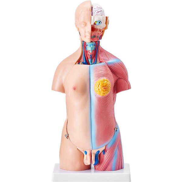 Modelo Del Cuerpo Humano, 23 Partes 18 Pulgadas, Modelo De AnatomíA Del Tronco Humano Unisex Modelo De Esqueleto AnatóMico Con ÓRganos ExtraíBles, Herramienta DidáCtica Educativa Para-image