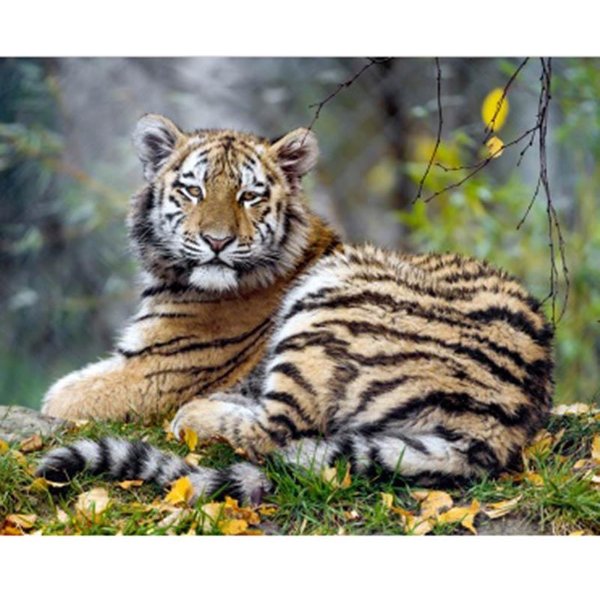 Diamantes Animal Tigre 5D Pintura De Diamantes Redondo Completo Bordado De Diamantes Punto De Cruz 50X70CM-image