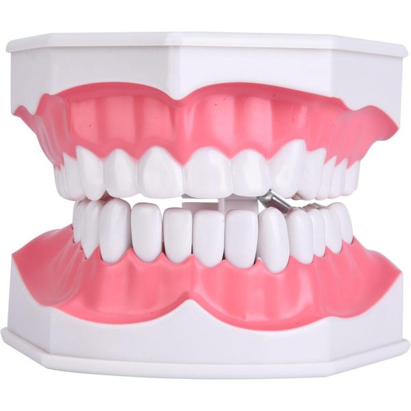 Dentystyczny Model ZęBóW Do Nauki Z Szczoteczką Do ZęBóW Edukacja Dzieci Model Szczotkowania ZęBóW PielęGnacja Jamy Ustnej-image