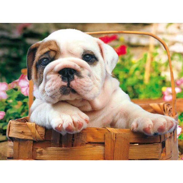 Ronda Completa 5D DIY Diamante Bordado Lindo PequeñO Bulldog Diamante Pintura Punto De Cruz Rhinestone 20X30CM-image