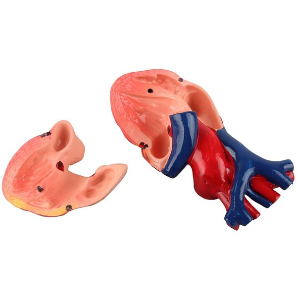 Naturalnej WielkośCi Anatomiczny Model Ludzkiego Serca Dla NarzęDzia Do Nauczania Biologii W Gimnazjum I Liceum-image