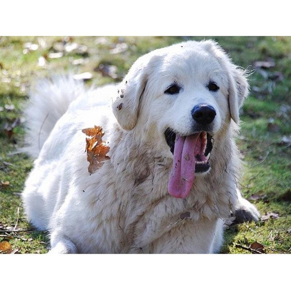 5D Diy Diament Malarstwo Golden Retriever Pies ŚCieg PełNy Haft Diament Diament Obrazy 20X30CM Gray-image
