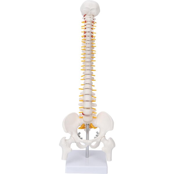 Modelo De Columna Vertebral, Columna Flexible, Modelo AnatóMico De VéRtebra Caudal Con Nervios Espinales Para-image