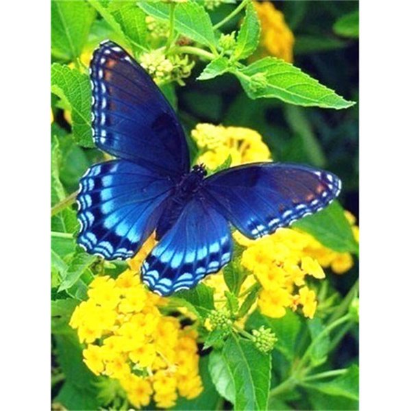 5D Diamentowe Malowanie Kwiat Motyl Sceneria Haft Diamentowy 20X30CM Blue-image