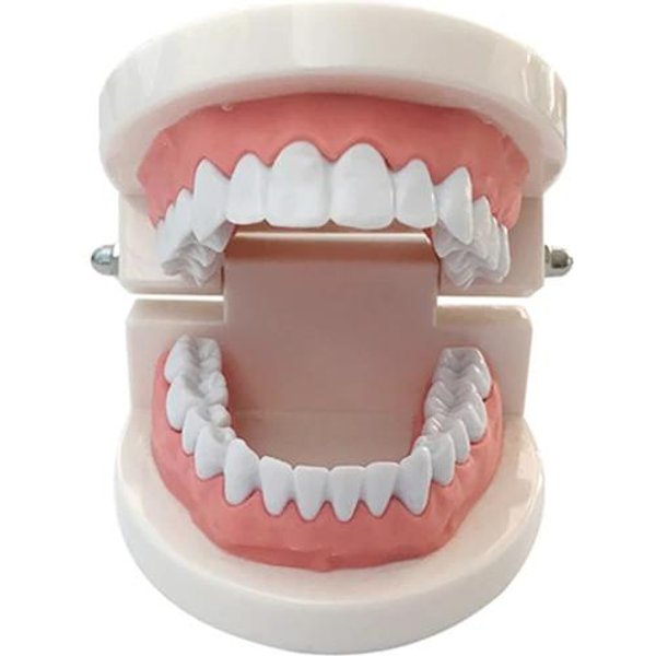 EducacióN Infantil Modelo De Cepillado EnseñAnza Oral Modelo Dental Modelo Dental De SimulacióN Grande Herramienta De EnseñAnza Montessori-image