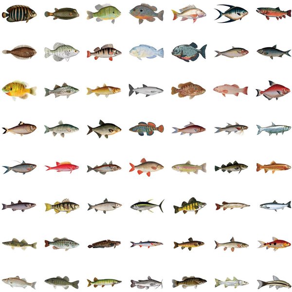 55 Piezas Varios Peces Pegatinas Personalizadas Maleta Taza De Agua PapeleríA TeléFono MóVil PortáTil Nevera DecoracióN Pegatinas Diy-image
