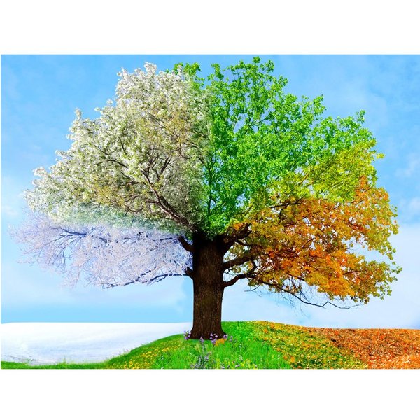 Pintura De Diamante 5D Diy, Punto De Cruz, áRbol De Las Cuatro Estaciones, Bordado De Diamantes, Costura 20X30CM-image
