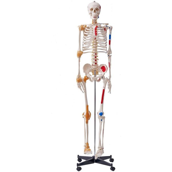 Model Szkieletu CzłOwieka Do Anatomii, 71,65 Rozmiar ŻYciowy, DokłAdny Model Szkieletu Anatomicznego Z PVC Ze WięZadłAmi, Ruchome Ramiona, Nogi I SzczęKa, Z Przyczepami MięśNi I-image