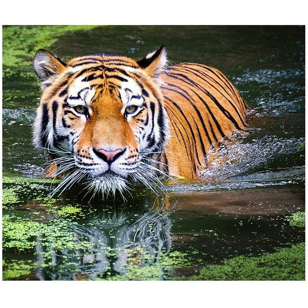 Bordado De Diamantes DIY 5D Tigre En El Agua Pintura De Diamantes Punto De Cruz Mosaico De PedreríA DecoracióN 20X30CM-image