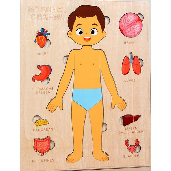Puzzles Montessori Ideales Para NiñOs PequeñOs Puzzle Del Cuerpo Humano AnatomíA Participa Con Kit Juego Preescolar Componentes De Aprendizaje Esqueleto Juguete Orange-image