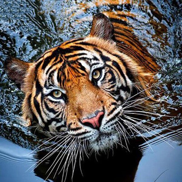 Pintura De Diamante Punto De Cruz Tigre Siberiano Pintura De Diamante Redondo Pintura De Diamantes De ImitacióN Bordado 30X30Cm-image