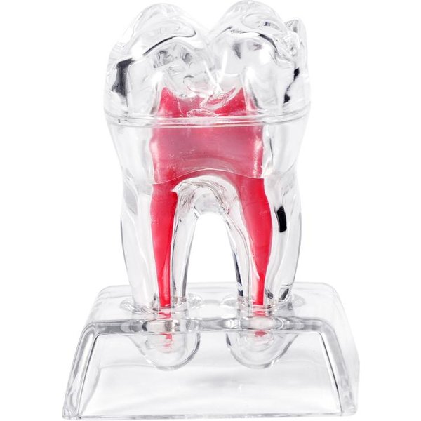 Model ZęBa Anatomia ZęBa Model Anatomiczny ZęBa Odpinany Model Anatomiczny ZęBa Przezroczysty RozkłAd ZęBa Ornamenty Stomatologiczne Klasa Profesjonalna-image