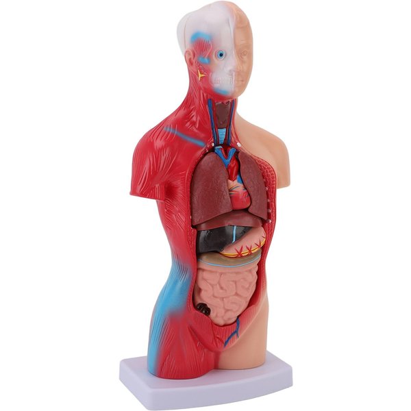 Model CiałA Ludzkiego 15 CzęśCi Studenckie Interaktywne NarzęDzia Do Nauki Anatomii I Fizjologii Z-image