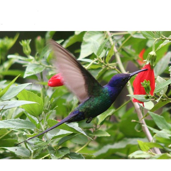 5D Diy Diament Malarstwo Hummingbird Diament Haft Mozaika Cross Stitch Rhinestone Decor 20X30CM-image