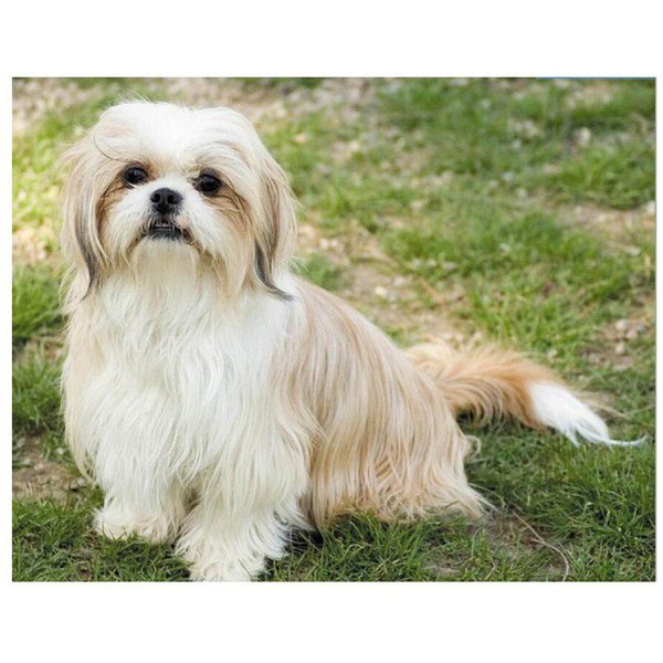DIY Diamante Bordado Shih Tzu Mascota Perro 5D Redondo Completo Taladro Diamante Pintura 20X30CM-image