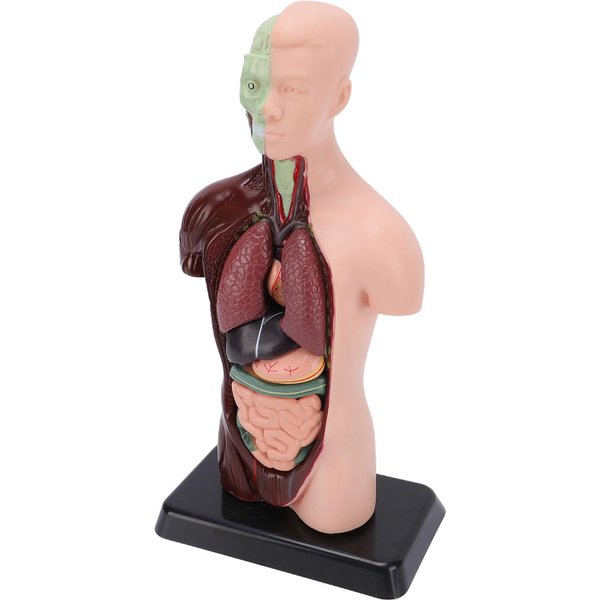 Modelo De AnatomíA Del Cuerpo Humano 7 Partes Desmontables 10.24 Pulgadas Torso Humano Modelo AnatóMico Para ExhibicióN Educativa MéDica Escolar-image