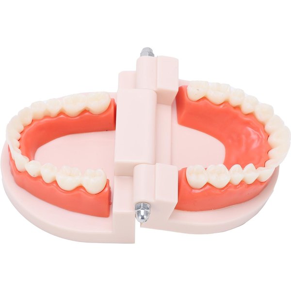 Modelo Dental PequeñO JardíN De Infancia Modelo De EnseñAnza De Cepillado Herramientas De EducacióN MéDica Oral Para NiñOs-image