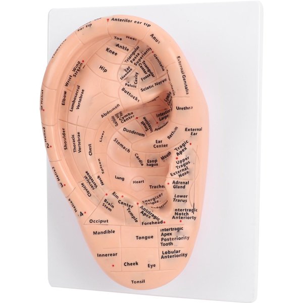Model Akupunktury Ucha 22 Cm Z WyraźNymi Etykietami PunktóW Akupunkturowych Model Ucha Z PVC Do Nauczania W Laboratorium Szkolnym-image