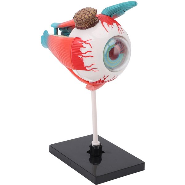 Modelo AnatóMico Del Ojo Humano Con Soporte Desmontable 16 Partes Desmontables ExhibicióN Educativa EnseñAnza De Ciencias Modelo De Globo Ocular-image