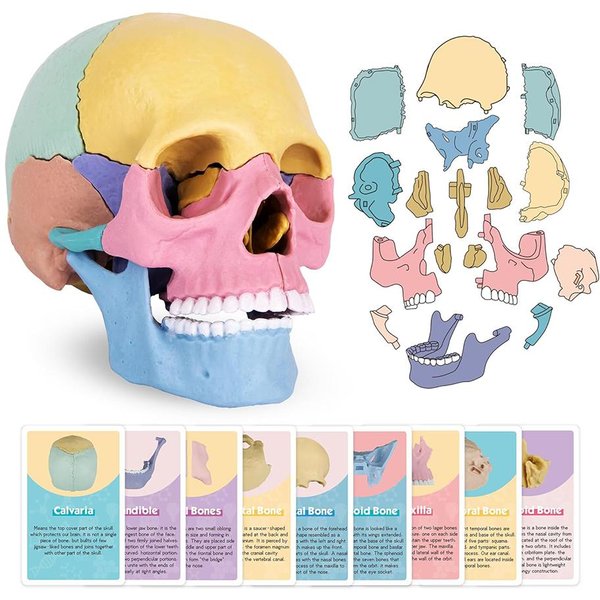 Modelo De Calavera De AnatomíA Humana Con Tarjeta Flash Mini Modelo MéDico Desmontable Del TamañO De La Palma Ayuda De EnseñAnza Para Clase Kit CientíFico Interactivo-image