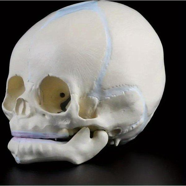 1: 1 Ludzki PłóD Niemowlę Niemowlę Medyczna Czaszka Anatomiczny Model Szkieletu MateriałY Dydaktyczne Do Nauki Medycznej 1Pc White-image