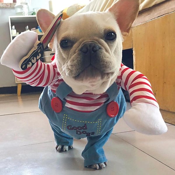 ŚMieszny Kostium Psa Na Halloween Dla MałYch ŚRednich PsóW KotóW Regulowany Cosplay Szczeniaka Impreza Buldog Francuski Chihuahua Ubrania Dla ZwierząT XL-image