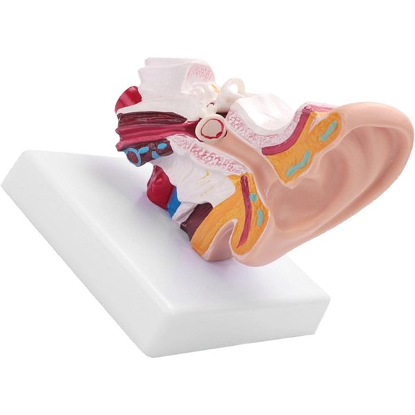 Modelo De AnatomíA Del OíDo Humano 1.5 Veces Ampliado Modelo De Oreja AnatóMico De PVC Para Aprendizaje ExhibicióN InvestigacióN-image