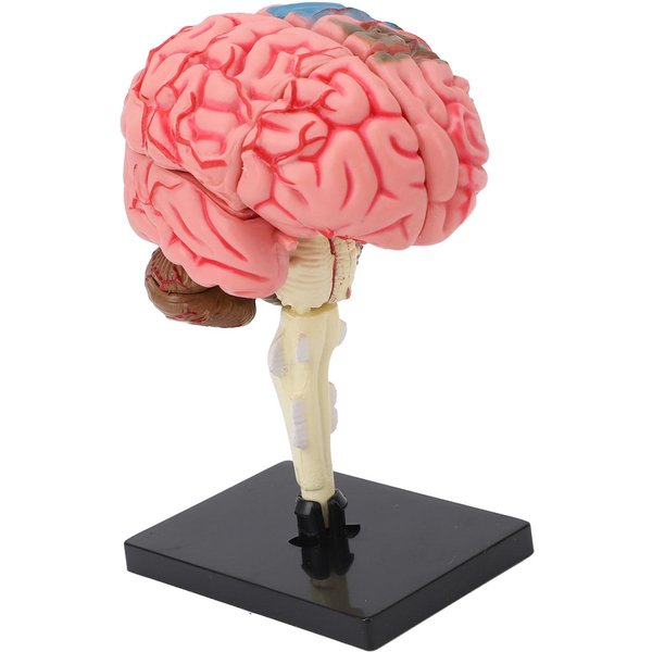 Modelo De Cerebro NeuroanatomíA Estructura Herramienta De EnseñAnza Modelo AnatóMico De Cerebro Humano Con Base Para EducacióN ExhibicióN-image