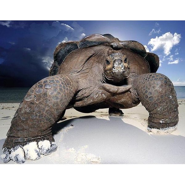 Pintura De Diamante 5D, Rombo Completo, Diamantes De ImitacióN, Animal, Tortuga Marina, Bordado, Punto De Cruz 50X70CM-image