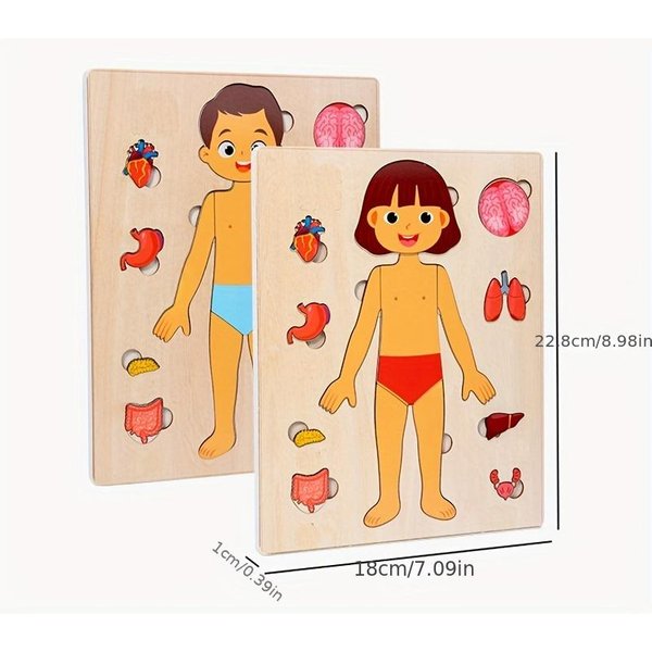 Puzzles Del Cuerpo Humano Para NiñOs Juego De Juguete De Rompecabezas De AnatomíA De Madera Montessori Juego Educativo Para Preescolares-image
