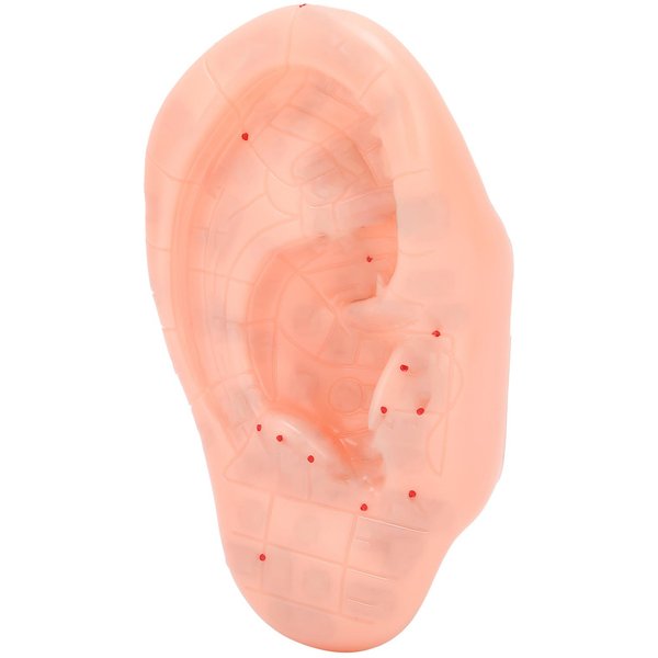 Model Ucha Strefy Ucha Punkt Akupresurowy Nauka Ludzki Model Akupunktury 13Cm-image