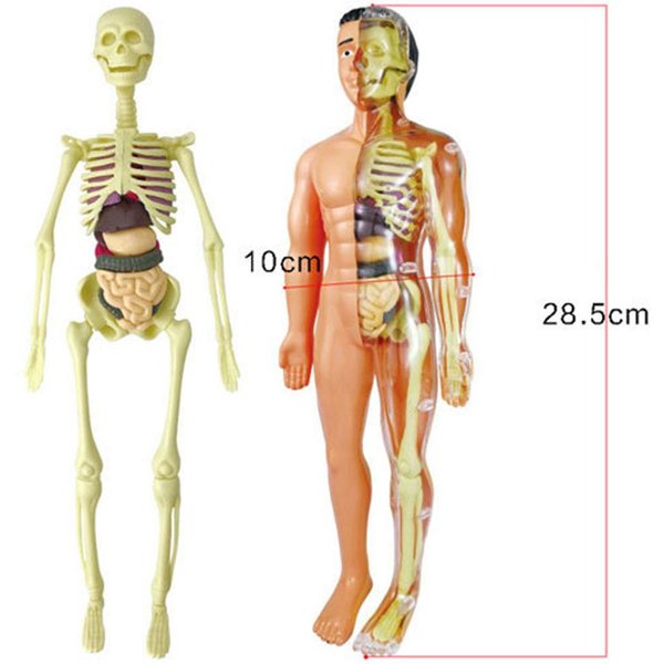 Model Szkieletu CiałA Ludzkiego Prosty Zestaw Do MontażU NarzęDzie Do Nauki Model Anatomiczny Ekspozycja Prezent Edukacyjny Stem Nauczanie TXMR-025-image