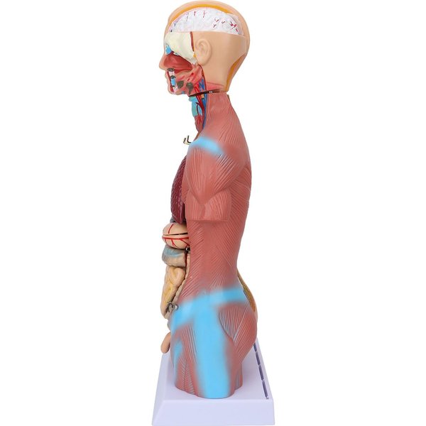 Modelo De Torso Humano ExtraíBle, Modelo Educativo De AnatomíA Cerebral Para EnseñAnza, Escuela, Hospital, 17,7 Pulgadas-image