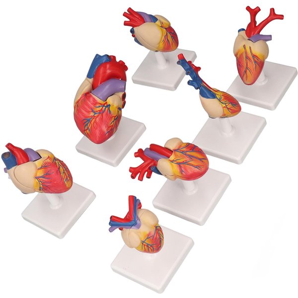 7 Piezas Modelos De AnatomíA Del CorazóN Con Base De Soporte TamañO Real PVC Modelo Del CorazóN Humano Para EnseñAnza MéDica EducacióN White-image