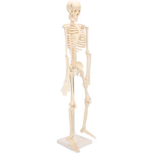 Model Szkieletu CzłOwieka Model KośCi CzłOwieka Abs Z Funkcją Odpinania Symulacja Do Anatomii I Badań-image