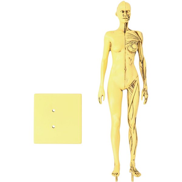 Resina Humana AnatóMica Cabeza Cuerpo MúSculo Modelo Dibujo Modelo DecoracióN Molde De EnseñAnza Beige-image