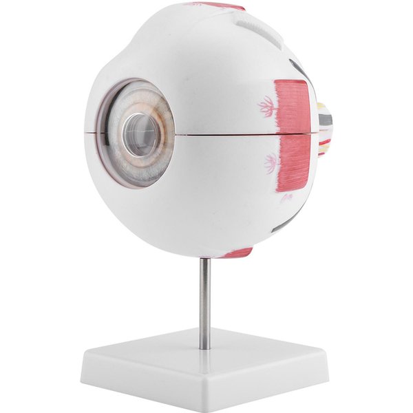 Modelo De Globo Ocular Humano ExtraíBle De Aumento 6X Para Estudio De AnatomíA EnseñAnza-image