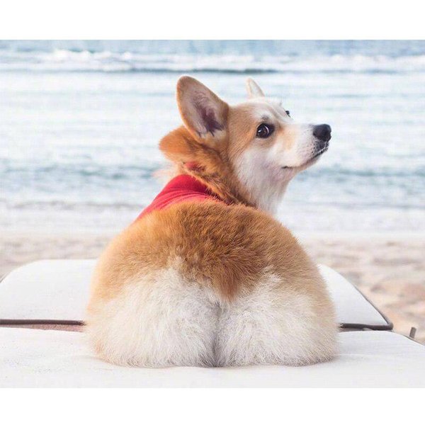 5D Diy Diament Malarstwo Cross Stitch Corgi Diament Haft 20X30CM-image