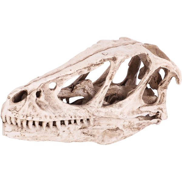 Modelo De CráNeo De Dinosaurio De Resina Esqueleto De Animal Simulado DecoracióN Para Hogar Oficina ArtesaníA UtileríA De EnseñAnza-image