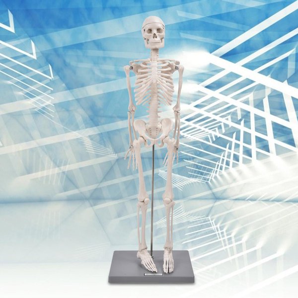 Modelo De Esqueleto Humano De 85 Cm Con Soporte Herramienta De Experimento BiolóGico Para Uso En EnseñAnza AnatóMica-image