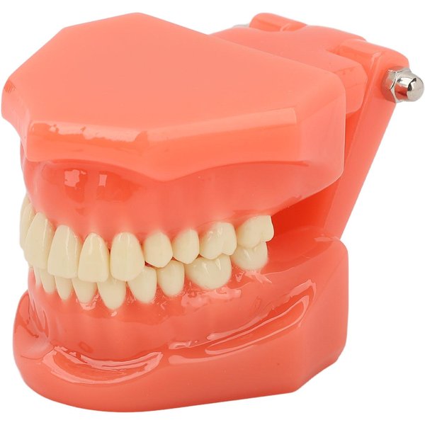 Modelo De Dientes Para ExhibicióN, Estudio, DemostracióN De Tipodonte EstáNdar, Modelo De Diente Para EnseñAnza Dental Para ClíNicas-image