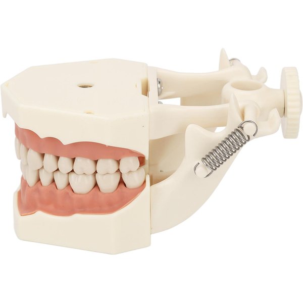 Model 32 ZęBóW MięKkie DziąSłO PrzykręCany StałY Model Treningowy Badawczy Model ZęBóW Dentystycznych Beige-image