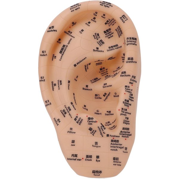 Model PunktóW Akupunkturowych Ucha Model Stref Ucha Do MasażU MateriałY Laboratoryjne Do Nauki PunktóW Akupunkturowych I PunktóW Nacisku 30X17Cm-image