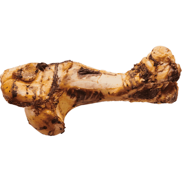 Large Postmans Leg - getrockneter Oberschenkelknochen / Rind
