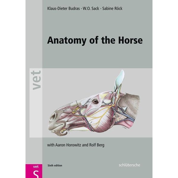 Anatomy Of The Horse-image