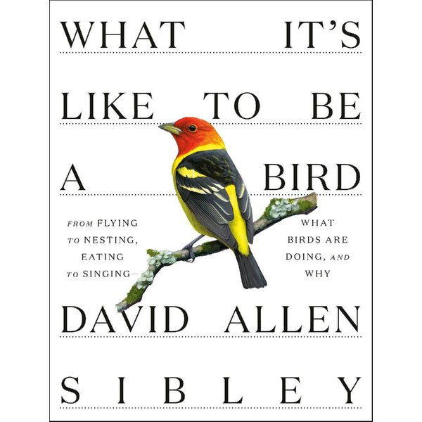 What It's Like To Be A Bird-image
