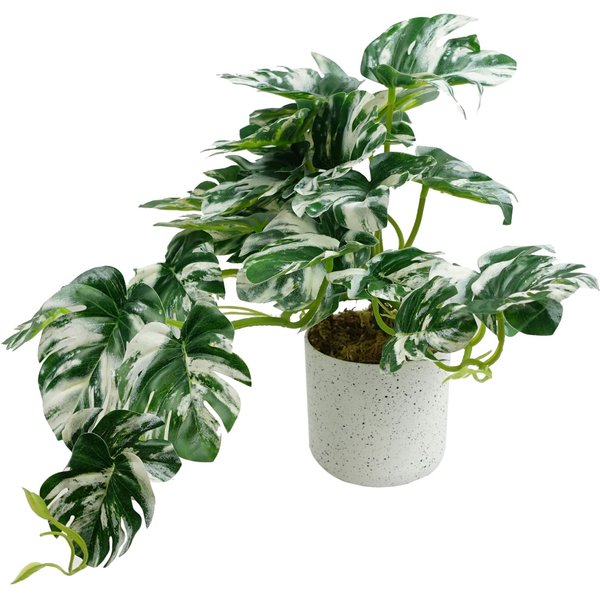 Leaf 30cm Artificial Variegated Green Potted Monstera Trailing Plant, Green