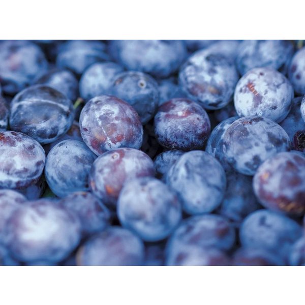 Direct Plants Prunus Czar Plum Fruit Tree 5-6ft Supplied in a 7.5 Litre Pot, Multi