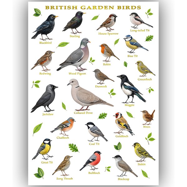 British Garden Birds Poster A3 – UK Bird Identification Chart – Nature Ornithology Guide