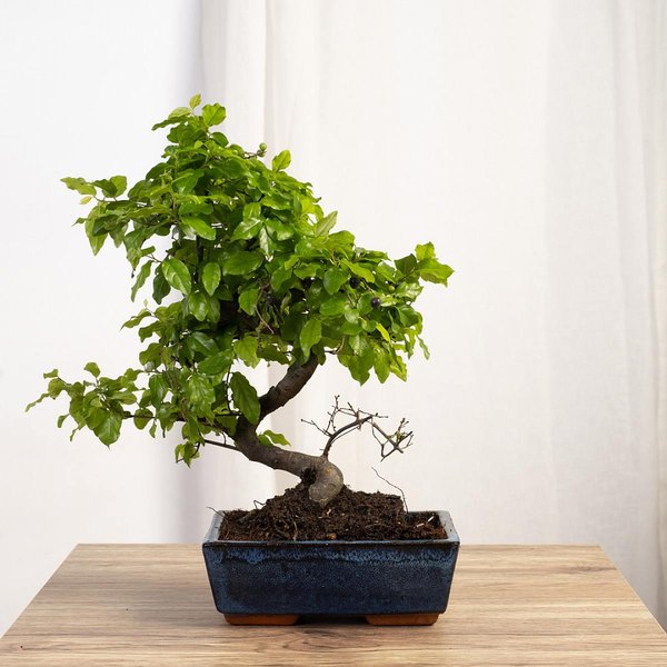 Bonsai Sageretia theezans 6 Jahre alt